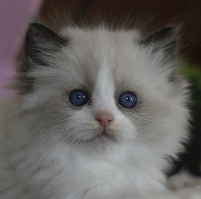 images/AvailableKittens/Antony website.jpg